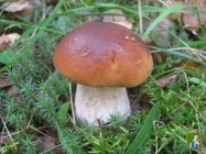 Профілактика отруєнь грибами