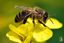 Нагадуємо про заходи запобігання отруєння бджіл під час польових робіт!